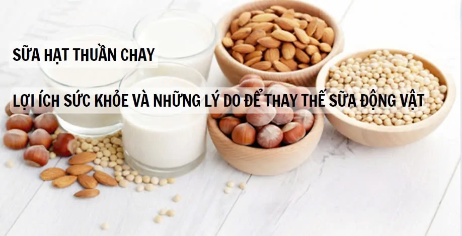 6 lợi ích không ngờ của sữa hạt thuần chay cho người ăn kiêng dần thay thế sữa động vật 